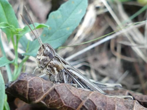 Chorthippus sp.